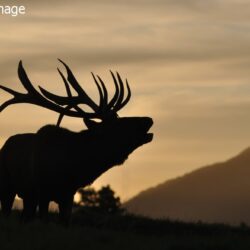 Stag Urn - Image 3
